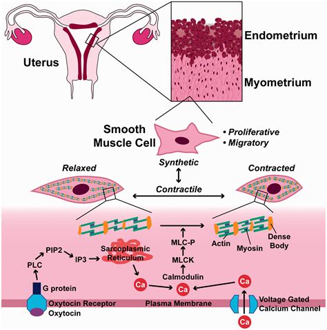 The <b>myometrium</b> is also <b>heterogeneous</b> in appearance without a discrete fibroid identified. . Heterogeneous myometrium and cancer